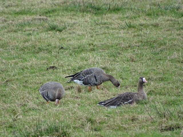 六台：如果皇马输给阿拉维斯，阿隆索会立刻被解雇